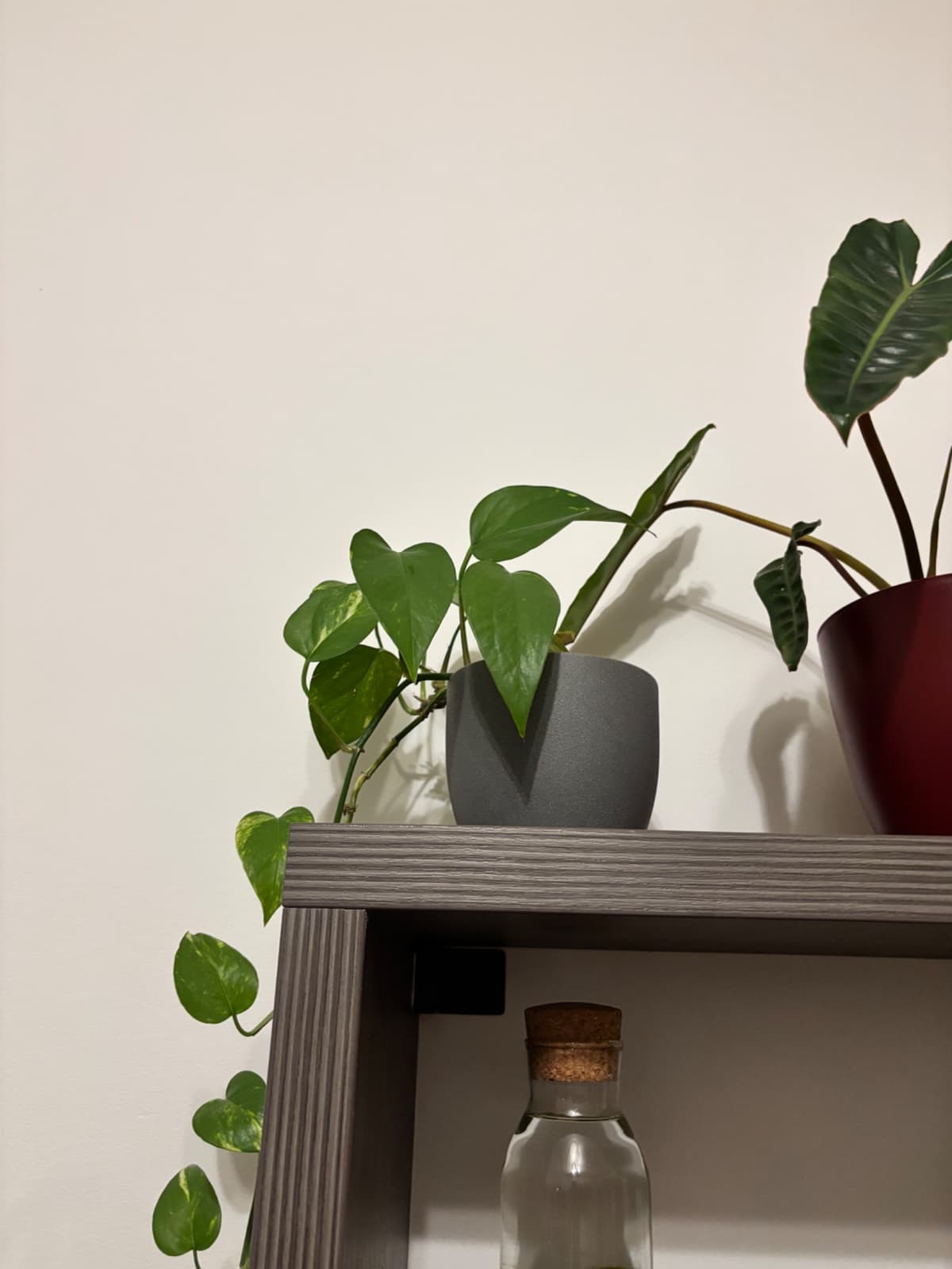 Pokojové rostliny v květináčích