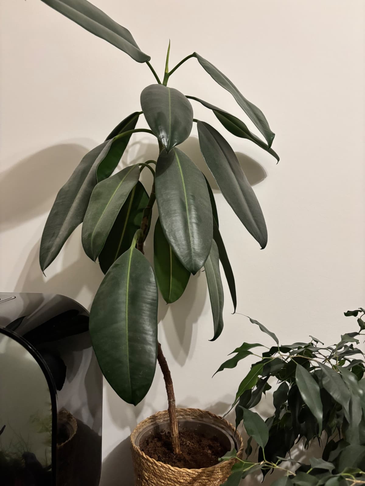 Pokojové rostliny v květináčích - 2