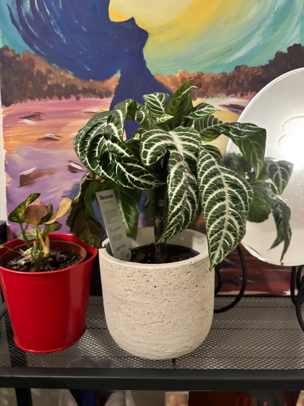 Pokojové rostliny v květináčích - 3