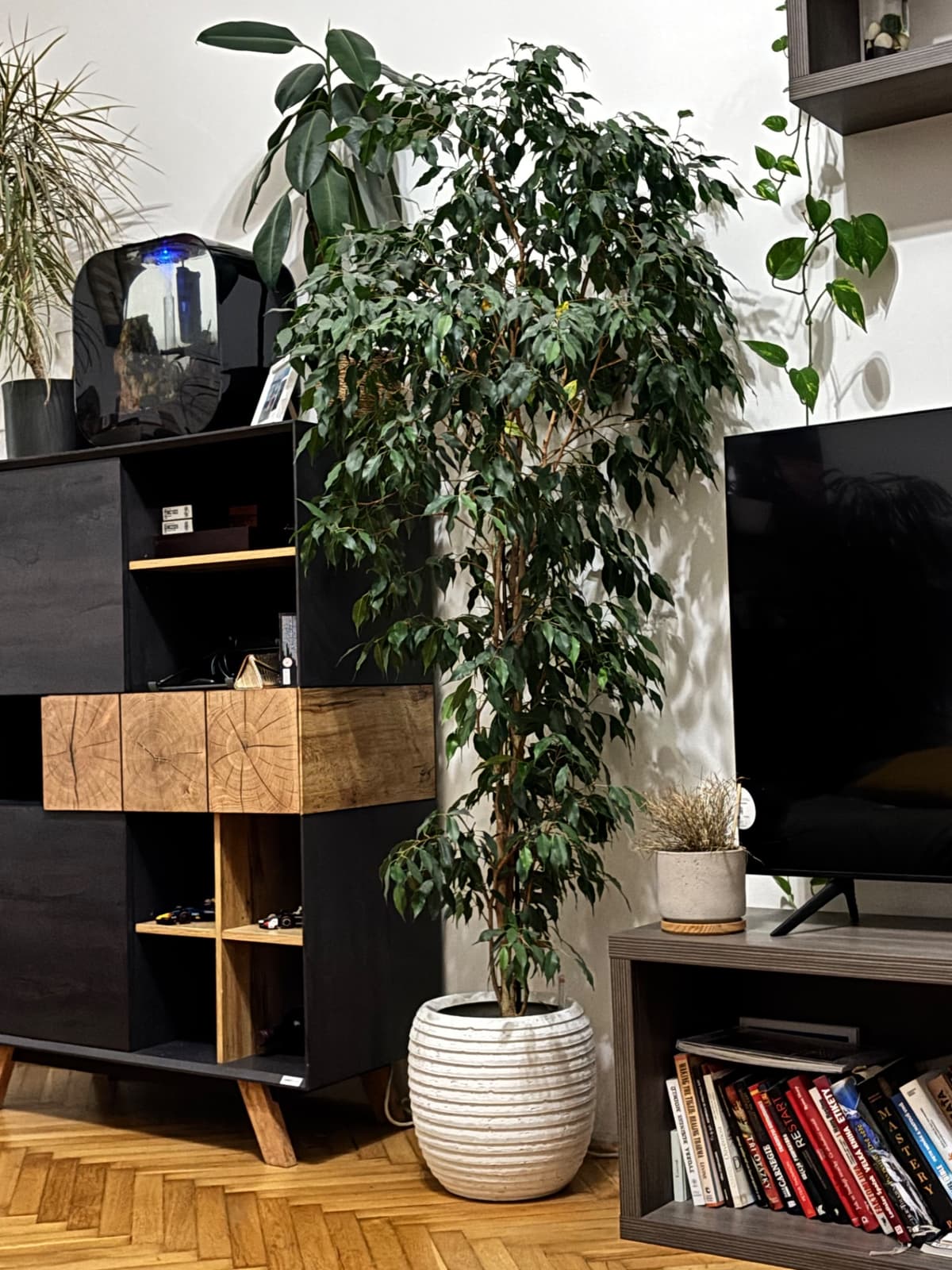 Pokojové rostliny v květináčích - 4