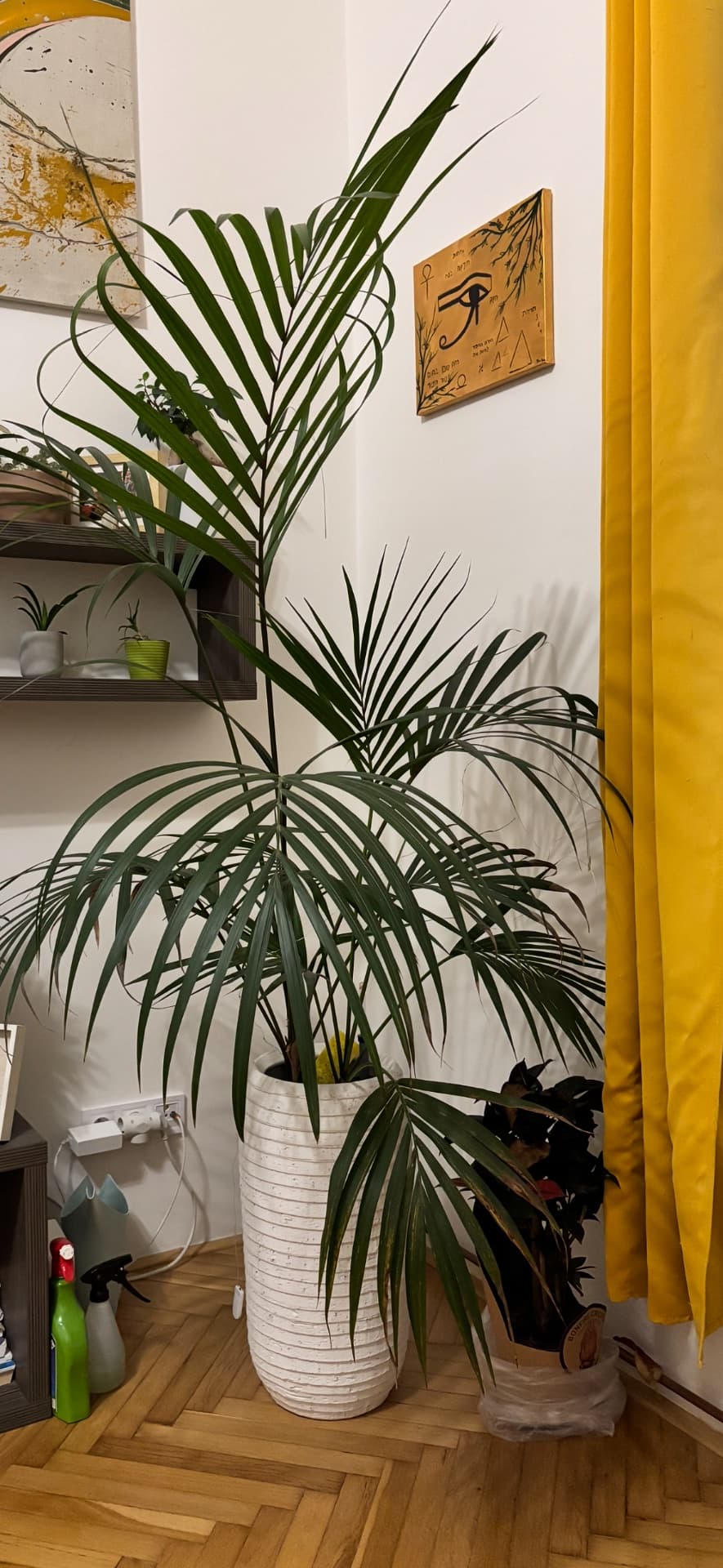 Pokojové rostliny v květináčích - 5